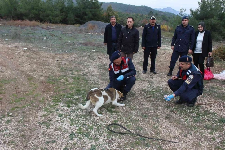 Bilecik’te sokak hayvanlarını elleriyle beslediler
