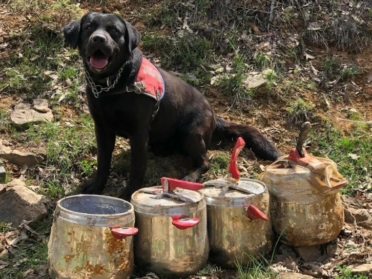 Bingöl’de 4 düdüklü tenceredeki 80 kilo EYP imha edildi
