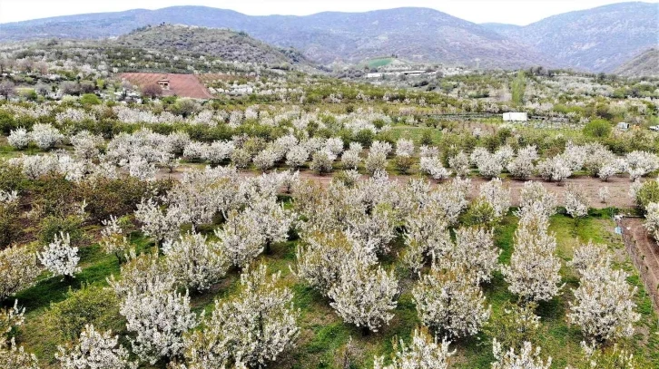 Binlercesi çiçek açtı, beyaz gelinliğini giydi
