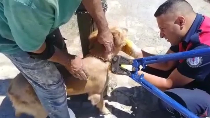 Biri direğe bağlı, diğeri kuyuda mahsur kalan köpekleri itfaiye kurtardı
