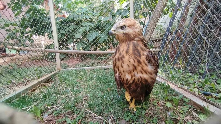 Bitkin halde bulunan kızıl şahin tedavisinin ardından doğaya salındı
