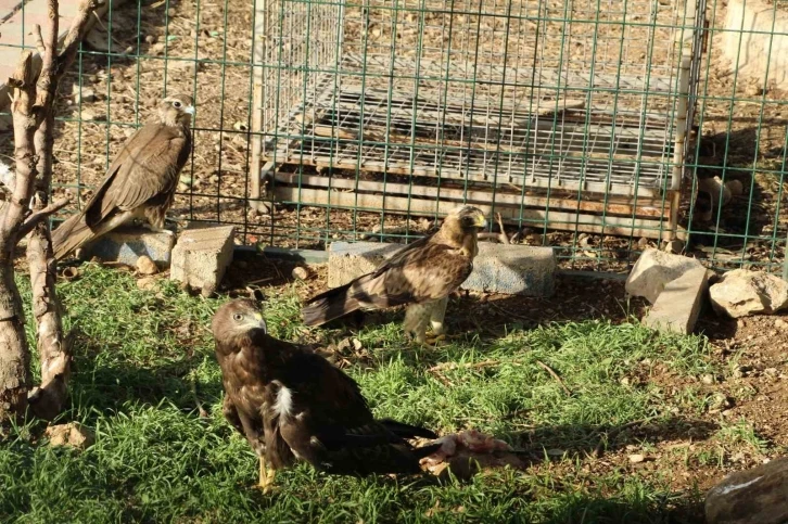 Bitkin halde bulunan kuşlar tedavi altına alındı
