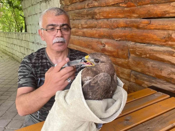 Bitkin halde bulunan şahin tedavi altına alındı
