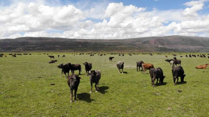 Bitlis’te mandacılık devlet desteğiyle gelişiyor
