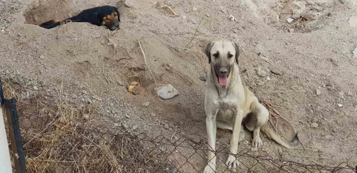 Bodrum’da 3 köpeği kamyonete bindirip götürdüler
