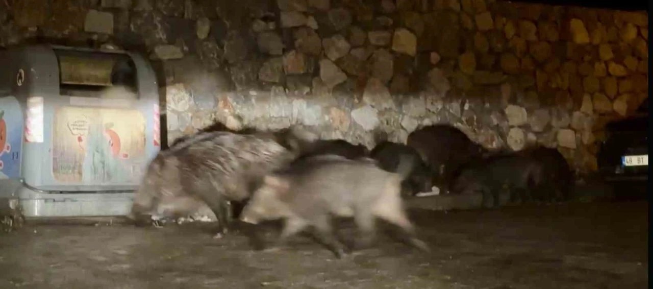 Bodrum’da aç kalan yaban domuzları mahalleleri mesken tuttu
