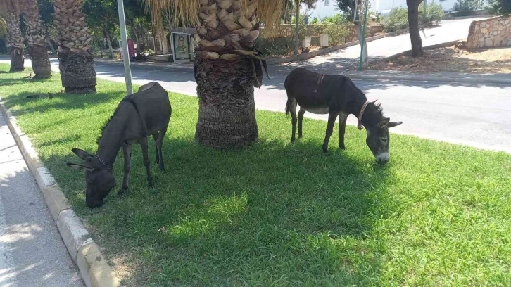 Bodrum’da başıboş eşeklerin çimen keyfi
