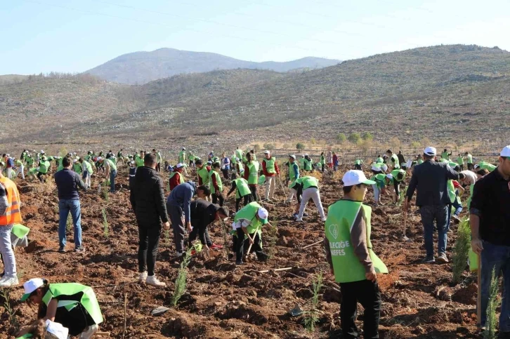 Bodrum’da yanan ormanlara 1600 fidan diktiler
