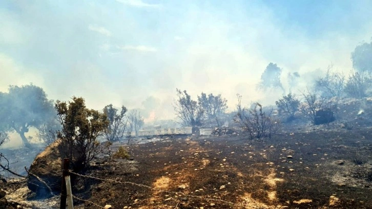 Bodrum'da orman yangını! Ekiplerin alevlere müdahalesi sürüyor