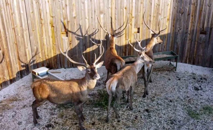 Bolu Barosu, kızıl geyik avının iptali için dava açtı
