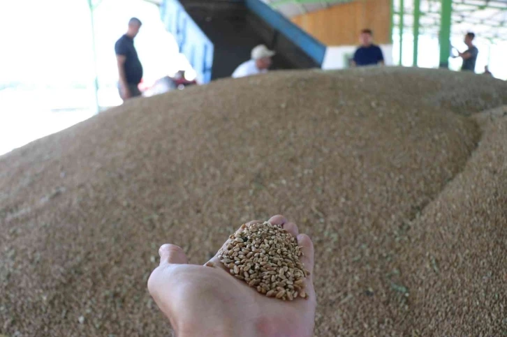 Bolu’da çiftçiler tonlarca buğdayı TMO’ya satmaya başladı
