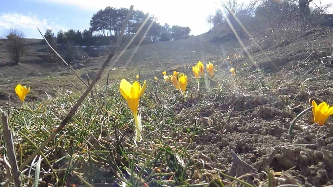 Bolu’da &quot;baharın müjdecisi&quot; çiğdemler çiçek açtı
