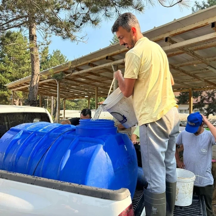 Bolu’da yavru pullu sazan balığı üretimi devam ediyor
