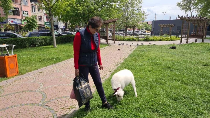 ’Boncuk’ ismini verdiği kuzu, çocuğu gibi peşinden ayrılmıyor
