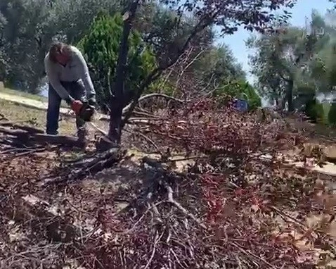 Bornova Belediyesine ağaç kesim tepkisi
