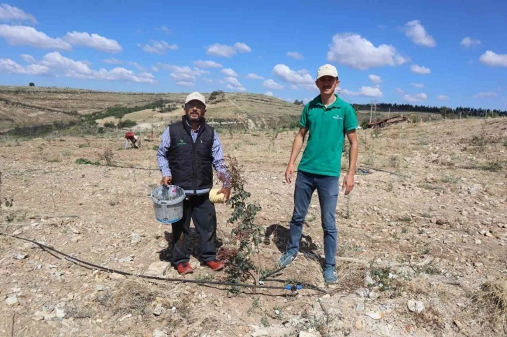 Boş ve atıl araziler Antep Fıstığı bahçelerine dönüyor
