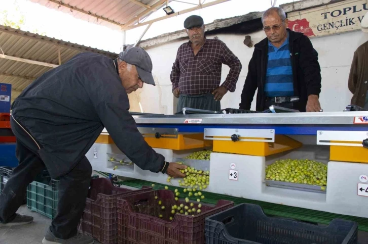 Boylama makinesi zeytin üreticisinin yüzünü güldürüyor
