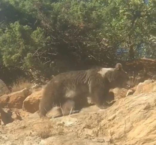 Boz ayının kış uykusu öncesi son gezintisi
