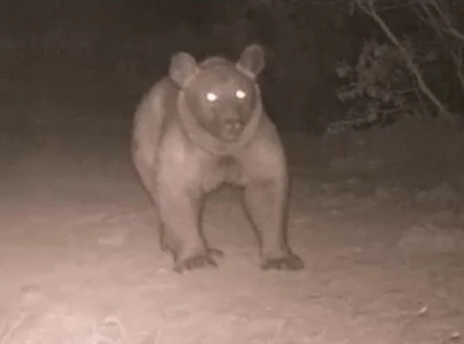 Bozayı, Burdur’da ikinci kez fotokapana yansıdı
