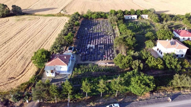 Bozkırın ortasında lavanta bahçesi oluşturdu, ziyaretçi akınına uğruyor
