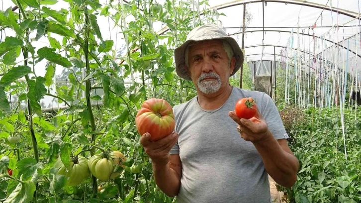 Bu domatesin tanesi 1 kilo geliyor, rengi ile dikkat çekiyor
