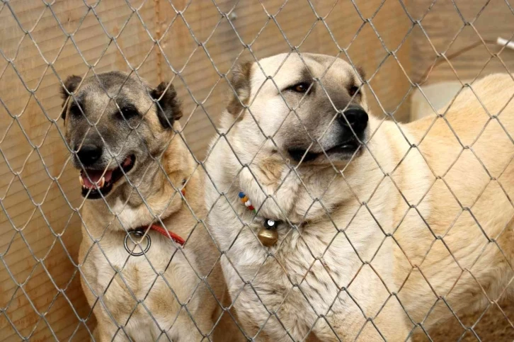 Bu özellik başka hiçbir köpek ırkında yok, sadece Kangallarda bulunuyor
