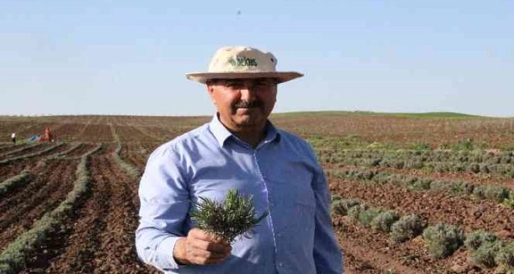 Bu ürün dünyada da ilgi görüyor, Siirt’te yetiştirilmeye başlandı