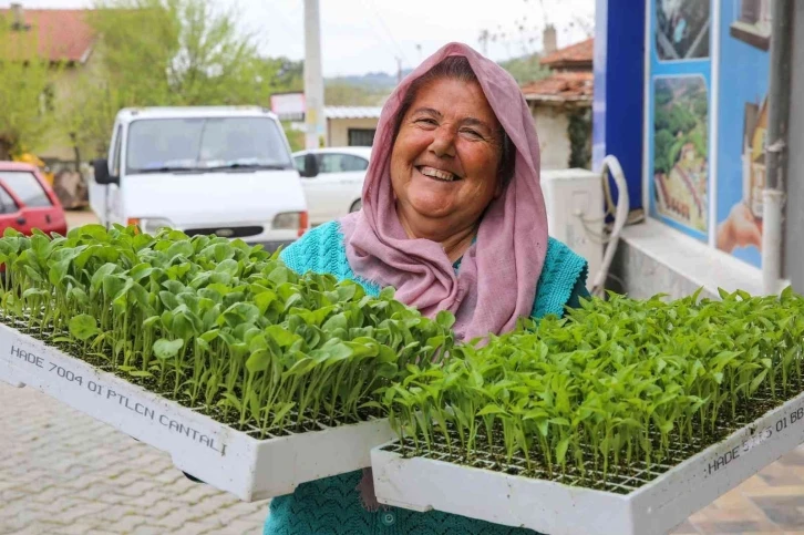 Buca’da üreticiye 100 bin sebze fidesi
