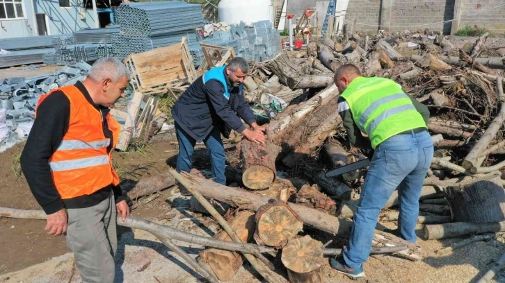 Budanan ağaçlar ihtiyaç sahiplerine yakacak oluyor
