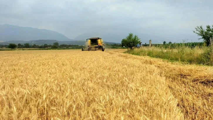 Buğday üreticisinin yüzü gülüyor
