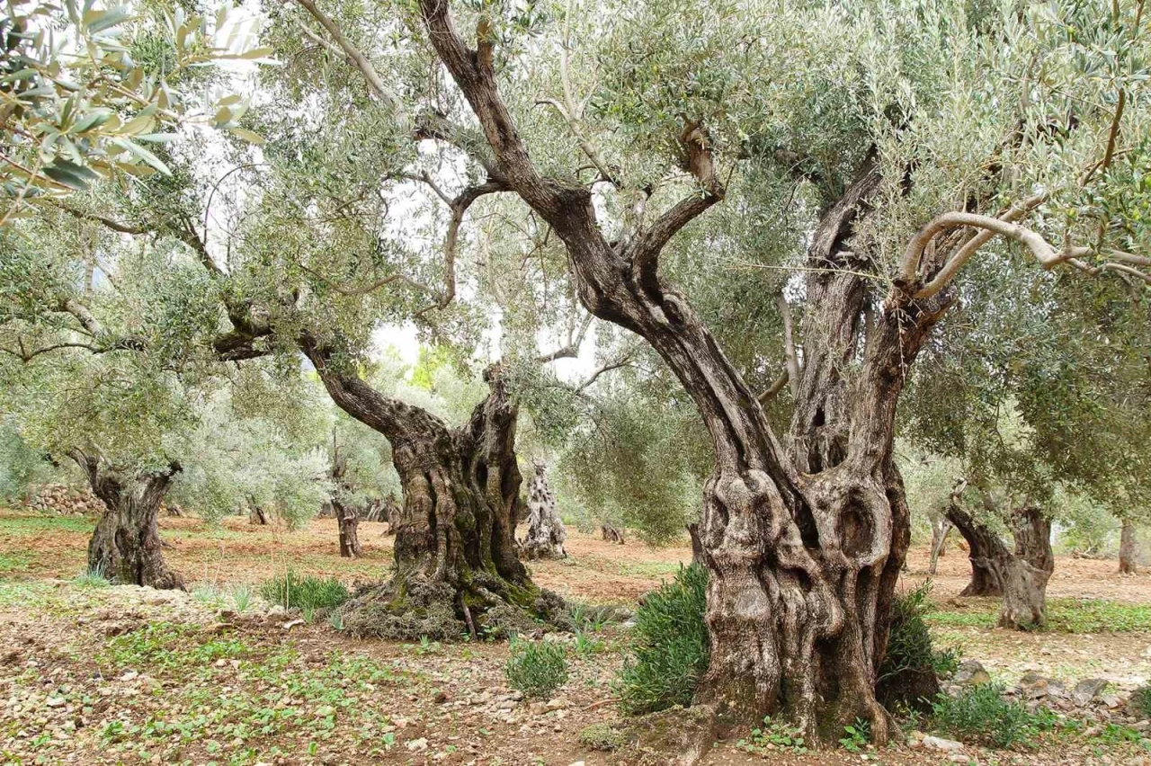 Bugün tüm dünya da &quot;Zeytin Ağacı Günü&quot; kutlanıyor
