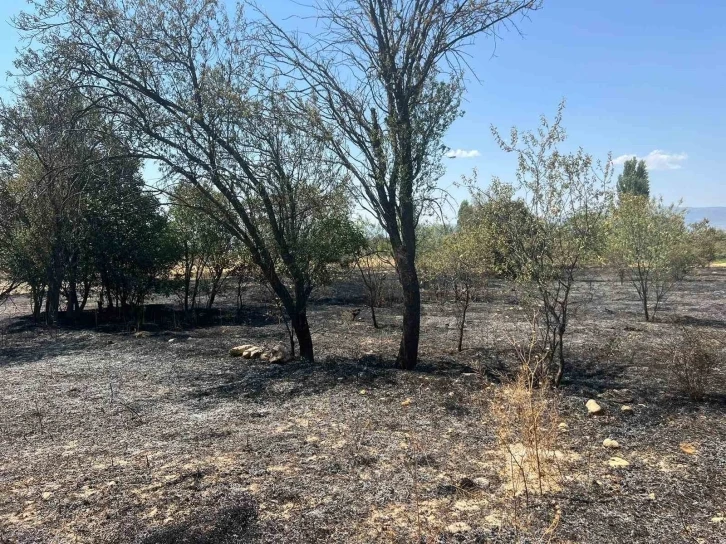 Burdur’da 100 adet meyve ağacı ve 50 dönüm arazi yandı
