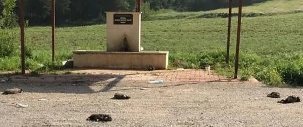 Burdur'da 6 yavru köpek ölü bulundu, soruşturma başlatıldı