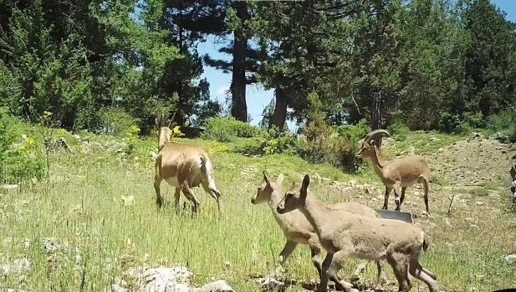 Burdur’da doğaya salınan yaban keçileri üremeye başladı
