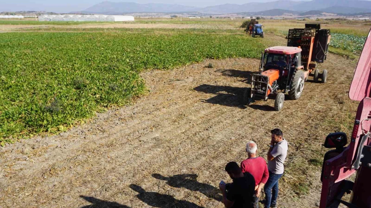 Burdur’da şeker pancarı hasadında yüksek rekolte beklentisi
