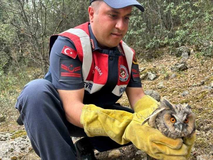 Burdur’da yaralı baykuşun imdadına jandarma ekipleri koştu
