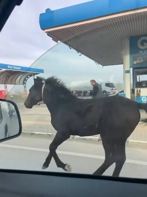 Bursa caddelerinde başıboş tay adeta araçlarla yarıştı
