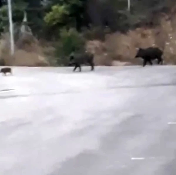 Bursa’da aç kalan domuz sürüsü şehre indi
