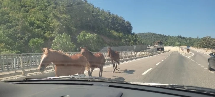 Bursa’da başıboş atlar trafiği birbirine kattı
