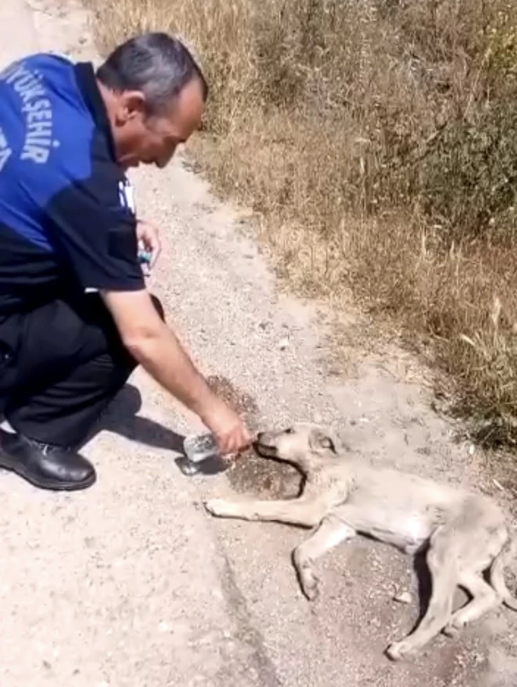 Bursa’da bitkin düşen yavru köpeğin yardımına zabıtalar yetişti
