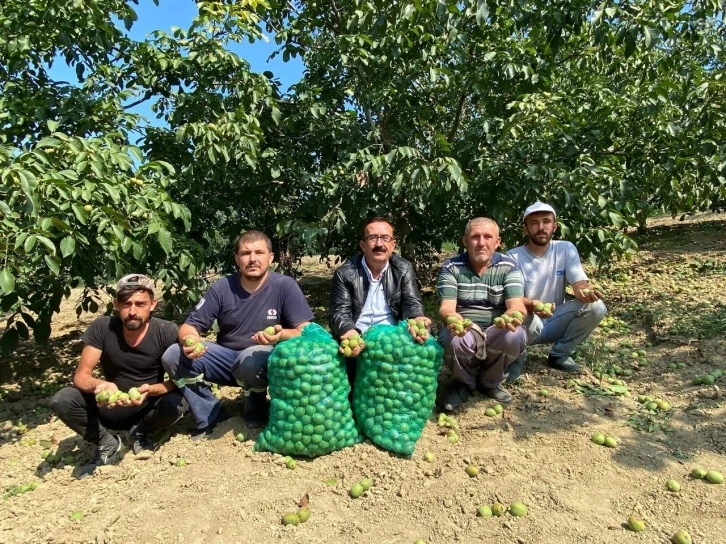 Bursa’da ceviz hasadı başladı
