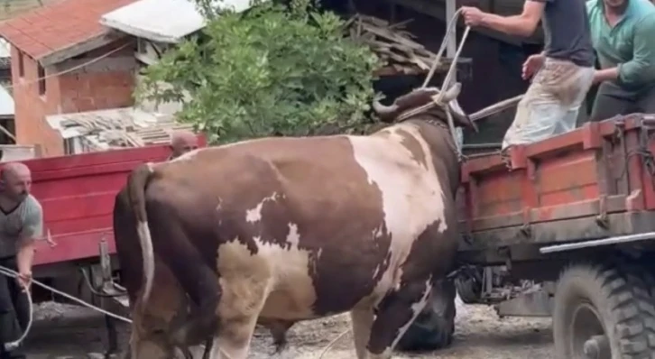 Bursa’da öfkeli boğayı zor zapt ettiler
