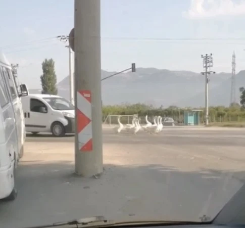 Bursa’da yola çıkan kazlar nedeniyle şehirlerarası yolda trafik durdu
