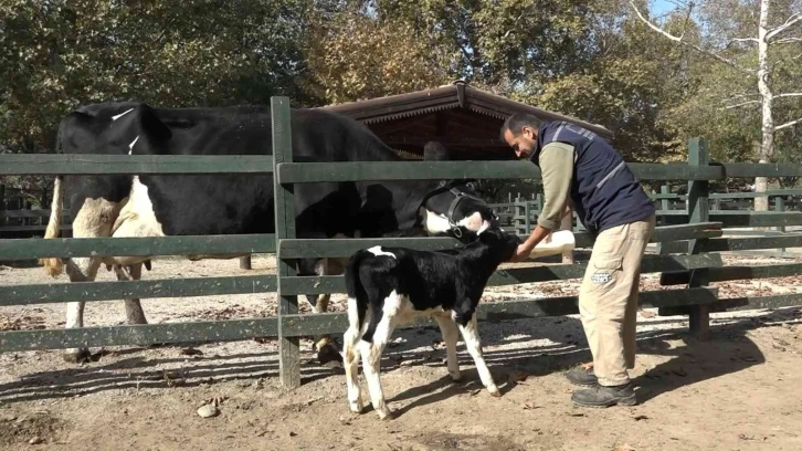 Bursa Zoo’nun yeni üyesinin ismini hayvanseverler koydu
