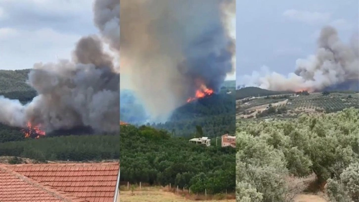 Bursa’da orman yangını