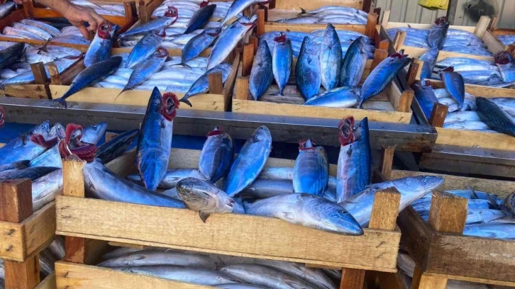 Büyük kayıklar Zonguldak’a akın etti, denizden palamut fışkırdı
