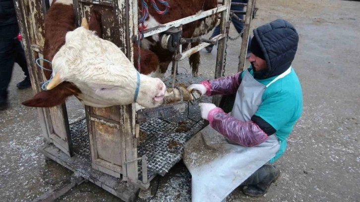 Büyükbaş hayvanların ayak ve tırnak bakımları yapılıyor
