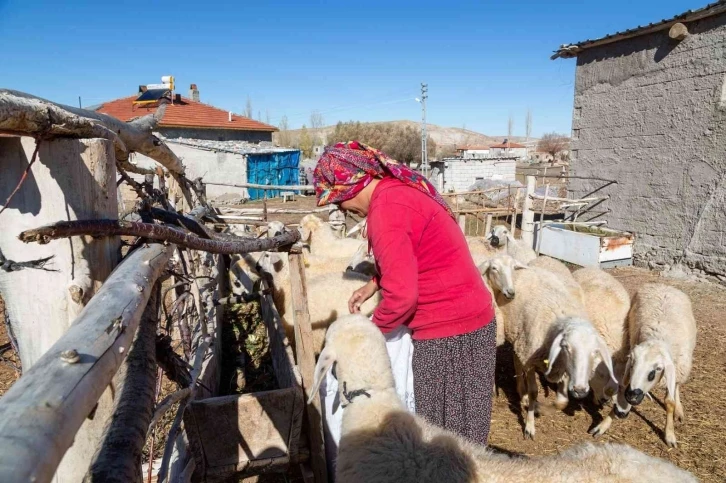 Büyükşehir, 3 bin 200 küçükbaş hayvan dağıtımına başlıyor
