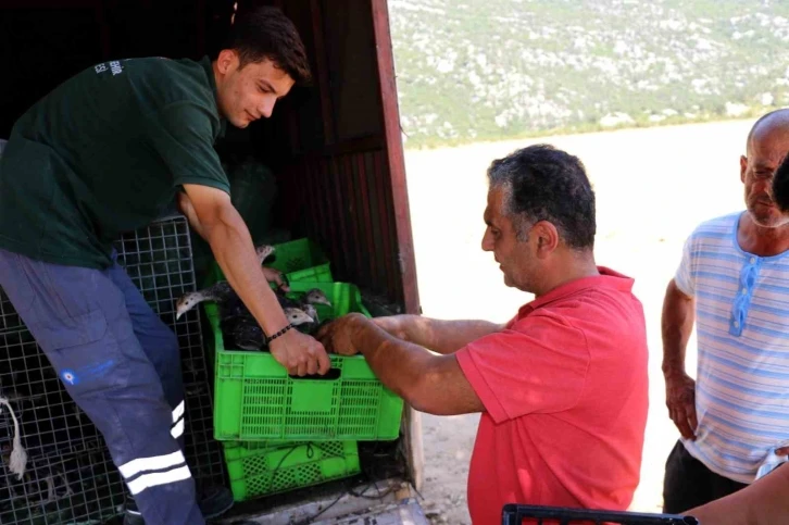 Büyükşehir Belediyesinin, hindi ile çekirge mücadelesi bu yıl da sürüyor
