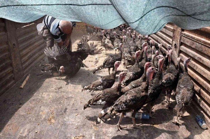 Büyükşehir  Korkuteli’de hindi dağıttı
